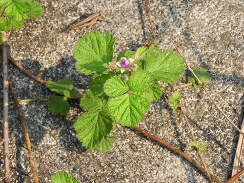 Rubus parvifolius