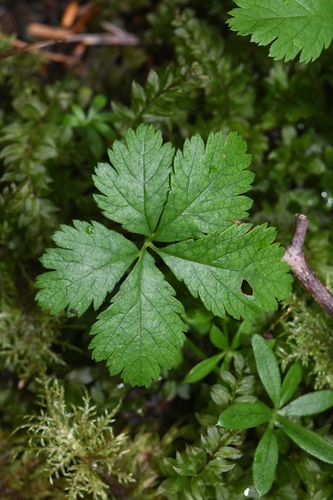 Rubus pedatus