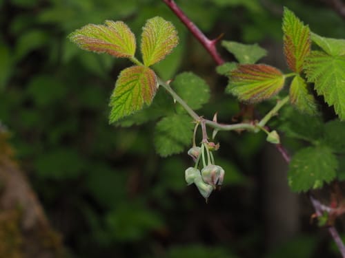 Rubus pedunculosus