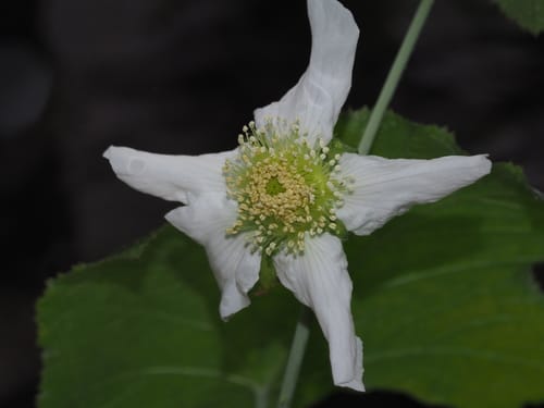 Rubus peltatus
