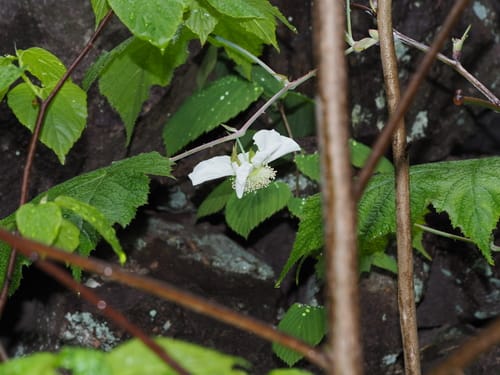 Rubus peltatus