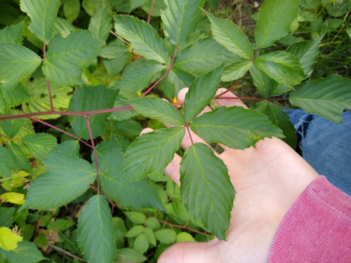 Rubus pergratus