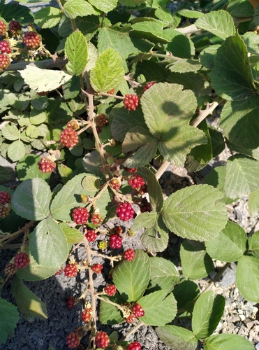 Rubus persicus