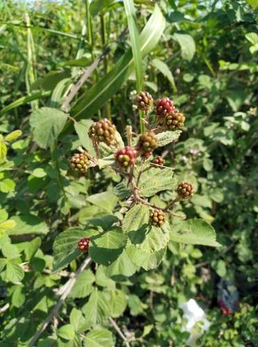 Rubus persicus