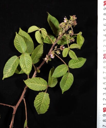 Rubus peruvianus