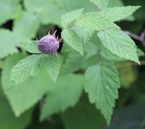 Rubus pringlei