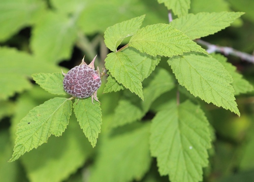 Rubus pringlei