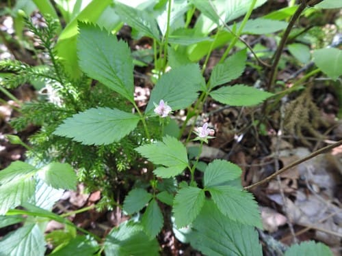 Rubus pubescens