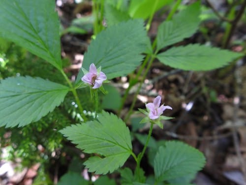 Rubus pubescens