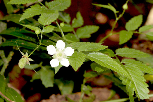 Rubus queenslandicus