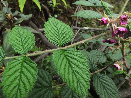 Rubus racemosus