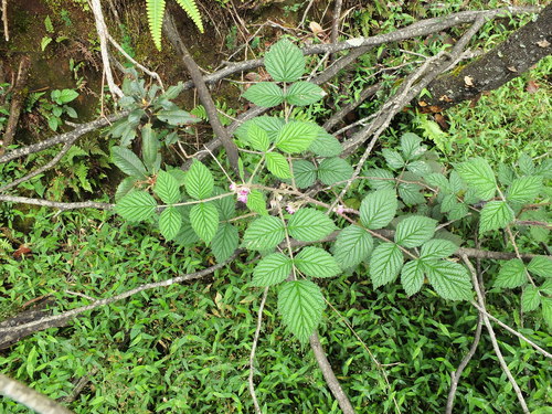 Rubus racemosus