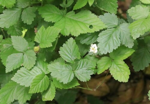 Rubus roribaccus