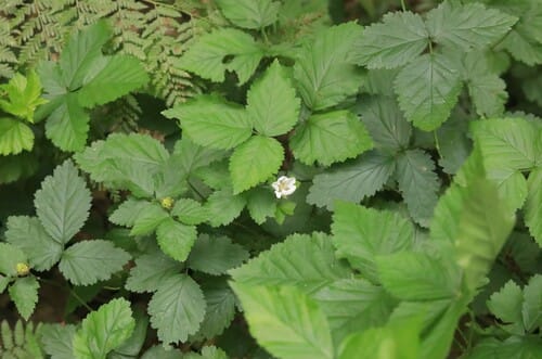Rubus roribaccus