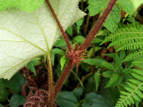 Rubus rufus