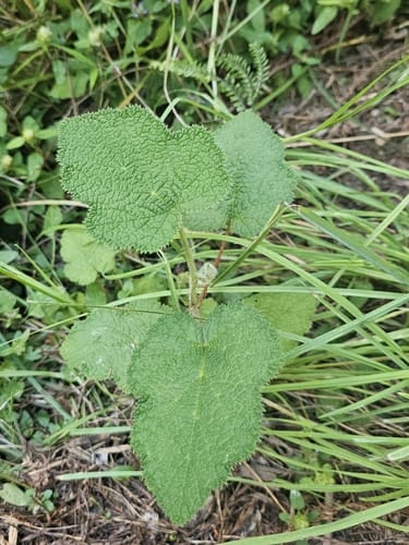 Rubus rugosus