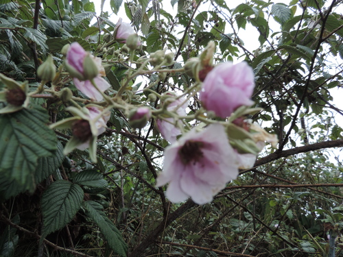 Rubus runssorensis