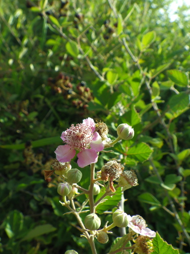 Rubus sanguineus