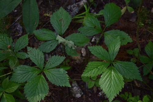 Rubus saxatilis