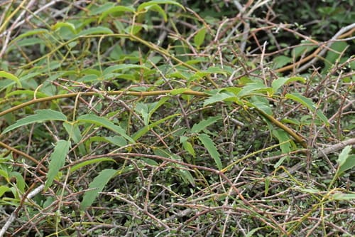 Rubus schmidelioides