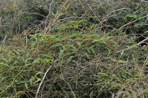 Rubus schmidelioides