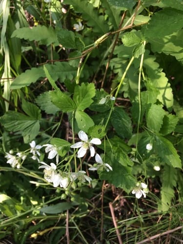 Rubus setosus