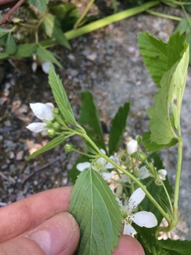 Rubus setosus