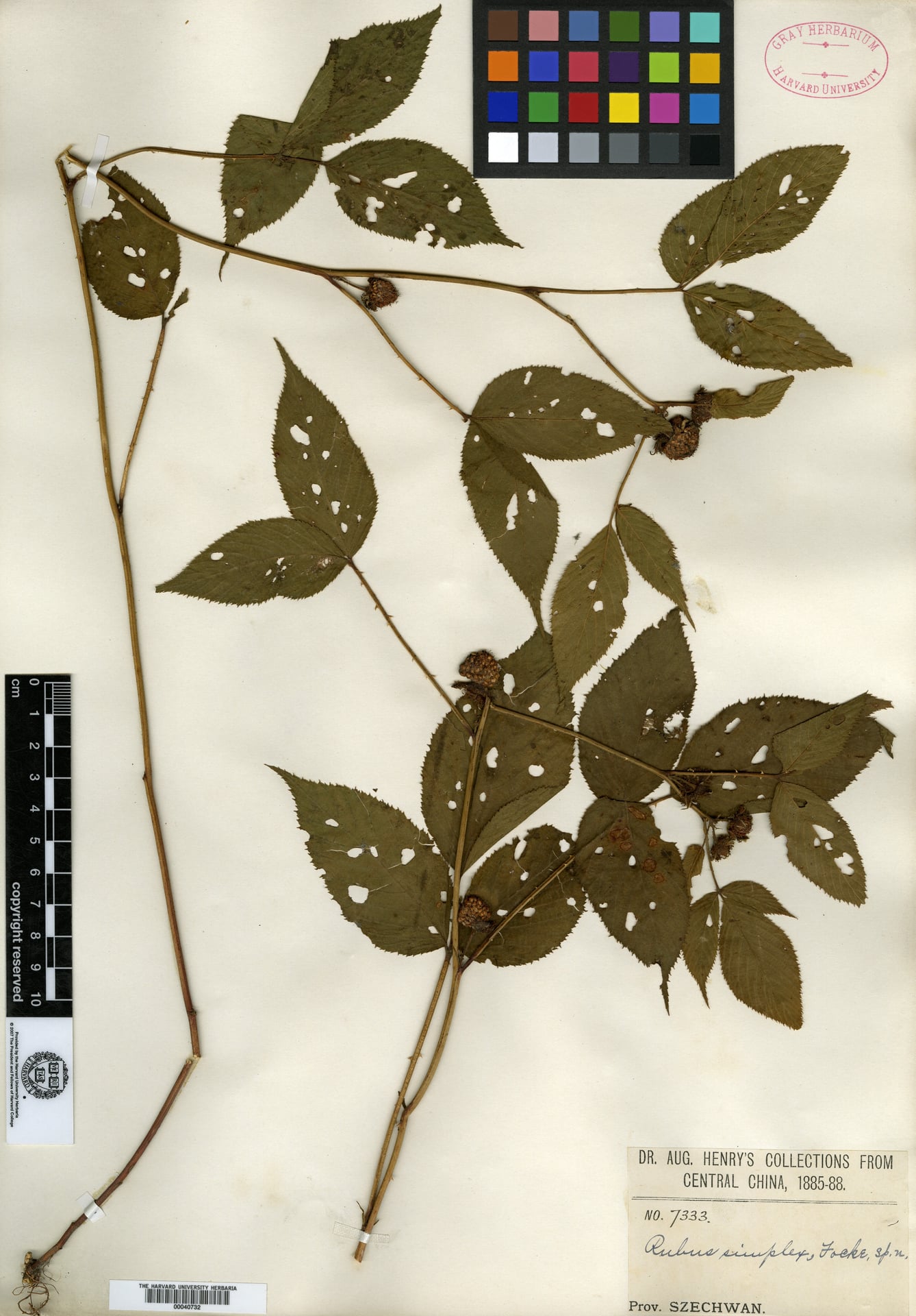 Rubus simplex
