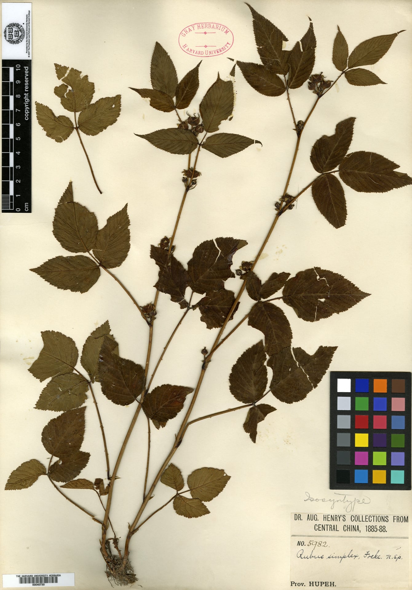Rubus simplex