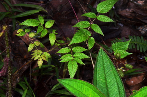 Rubus sorbifolius