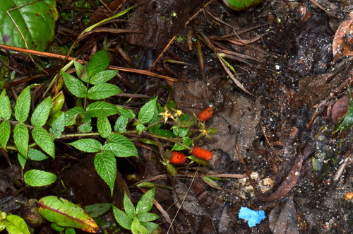 Rubus sorbifolius