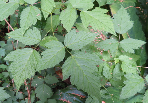 Rubus spectabilis