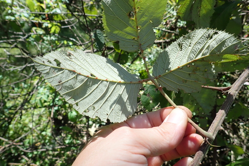 Rubus steudneri