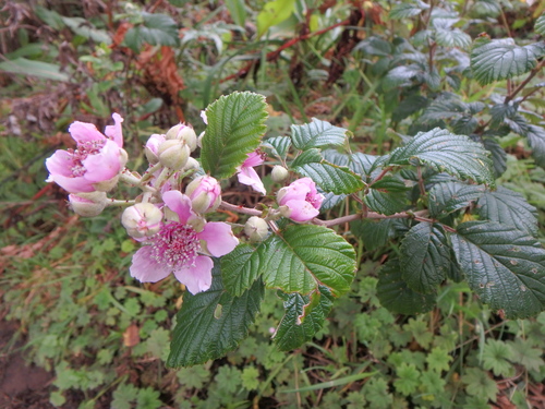 Rubus steudneri