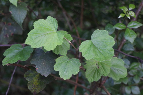 Rubus tephrodes