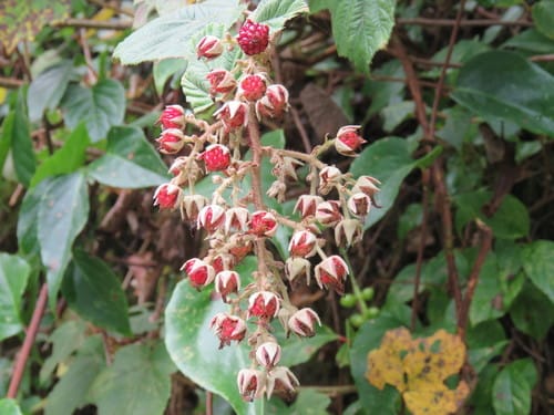 Rubus tephrodes