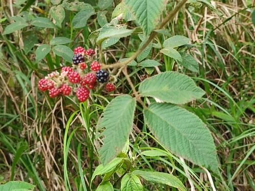 Rubus trichomallus