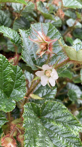 Rubus tricolor