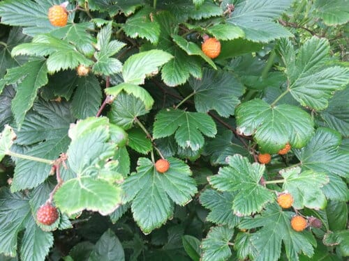 Rubus trifidus