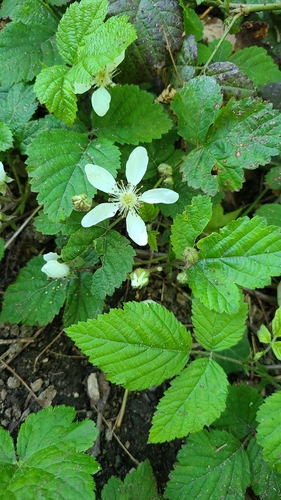 Rubus ursinus