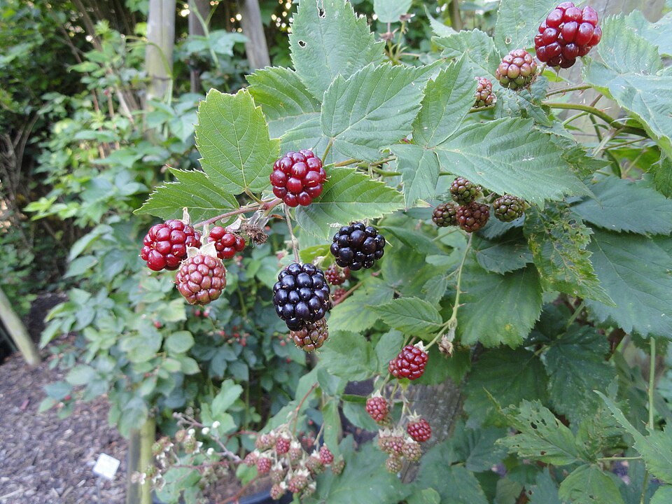 Rubus vigorosus
