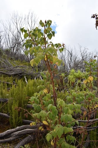 Rubus volkensii