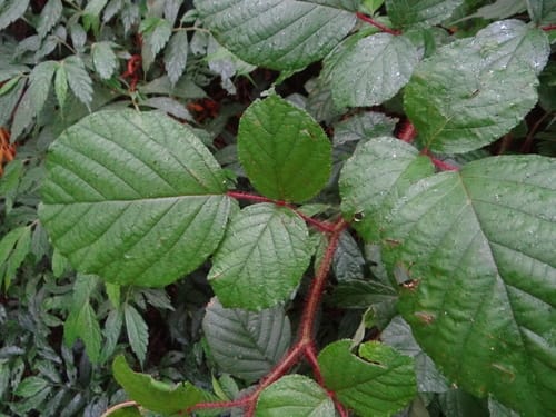 Rubus wallichianus