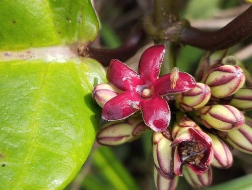 Ruehssia macrophylla