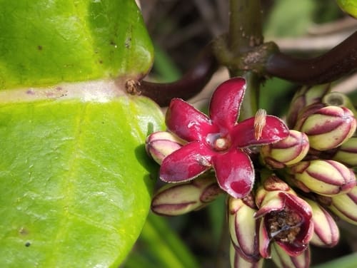 Ruehssia macrophylla