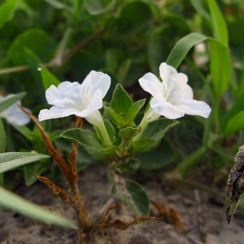Ruellia patula