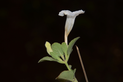Ruellia patula
