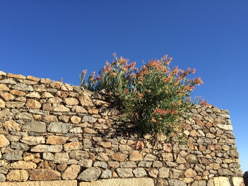 Rumex abyssinicus