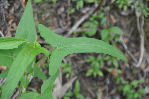 Rumex abyssinicus