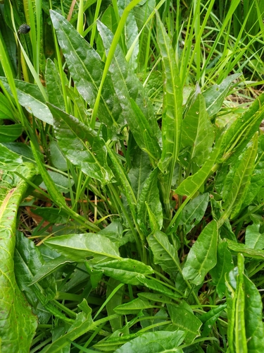 Rumex acetosa